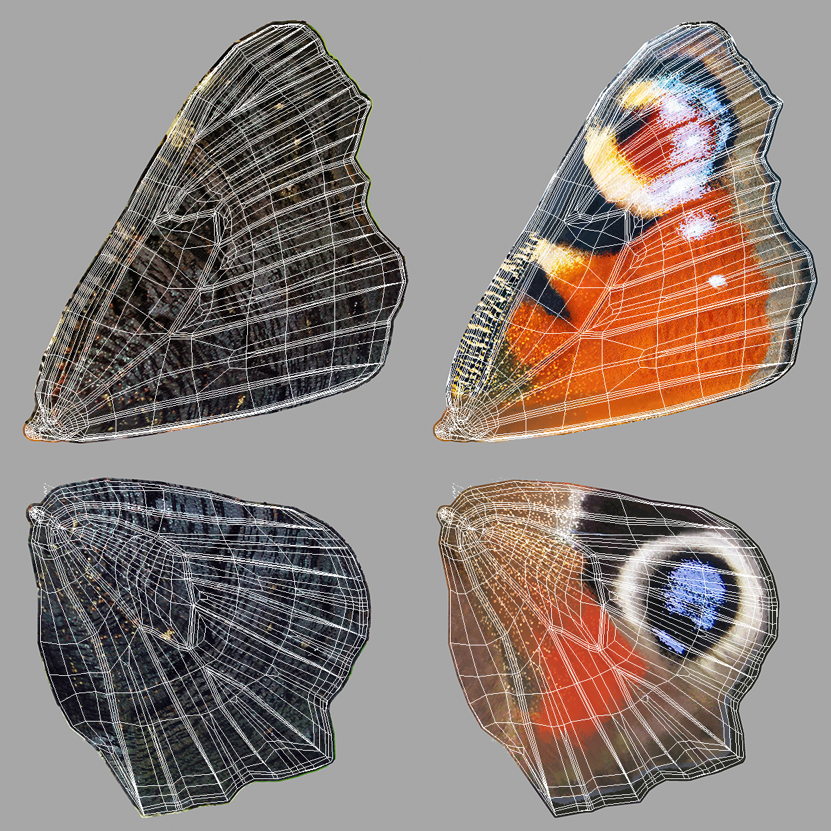 3D Aglais io Butterfly Flying Pose