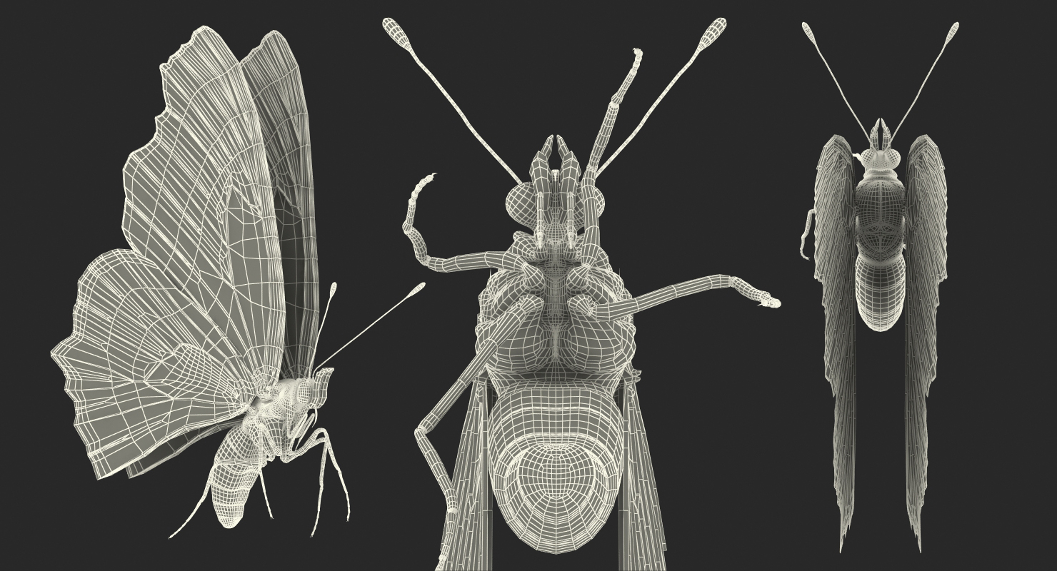 3D Aglais io Butterfly Flying Pose