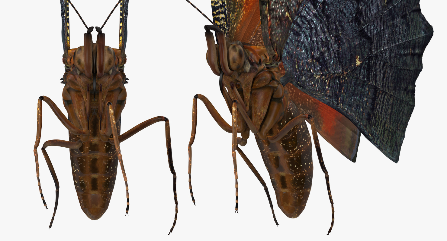 3D Aglais io Butterfly Flying Pose
