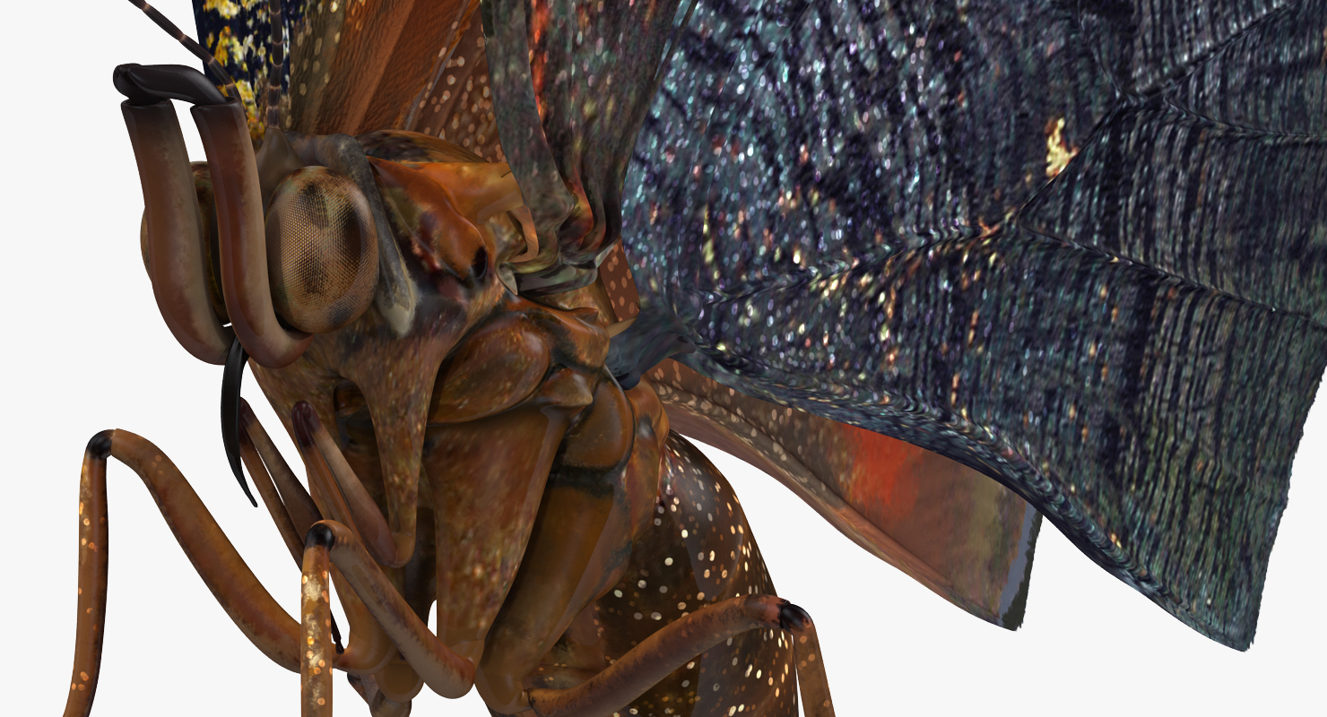 3D Aglais io Butterfly Flying Pose