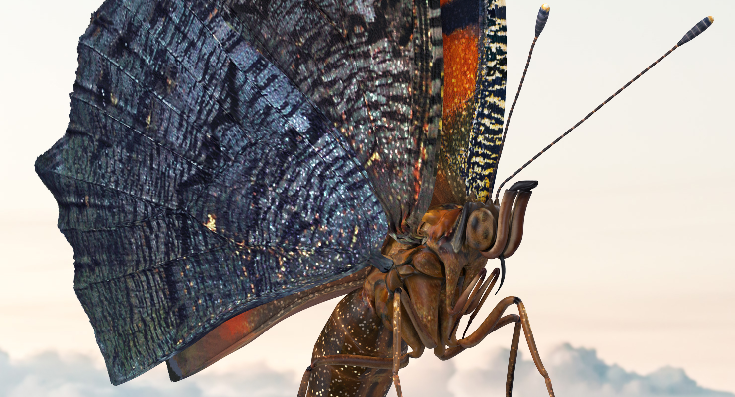 3D Aglais io Butterfly Flying Pose