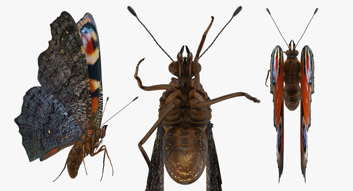 3D Aglais io Butterfly Flying Pose