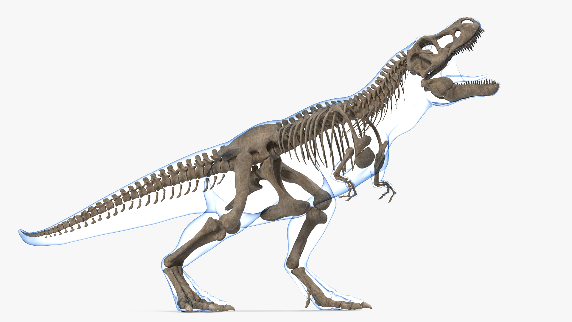 Tyrannosaurus Rex Skeleton Fossil with Skin Standing Pose 3D
