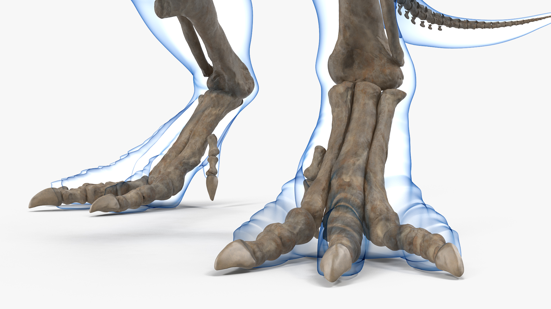 Tyrannosaurus Rex Skeleton Fossil with Skin Standing Pose 3D