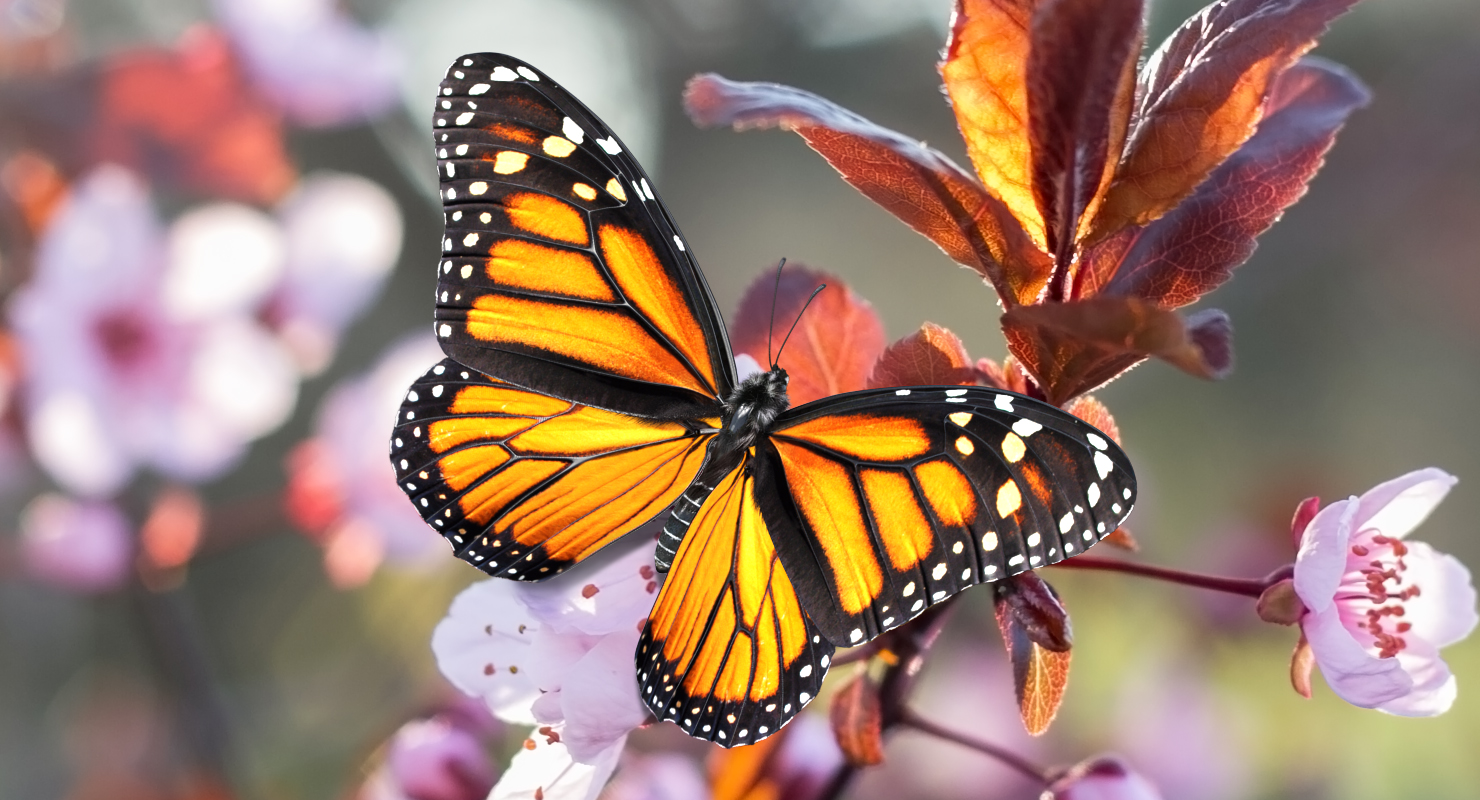 3D Monarch Butterfly with Fur