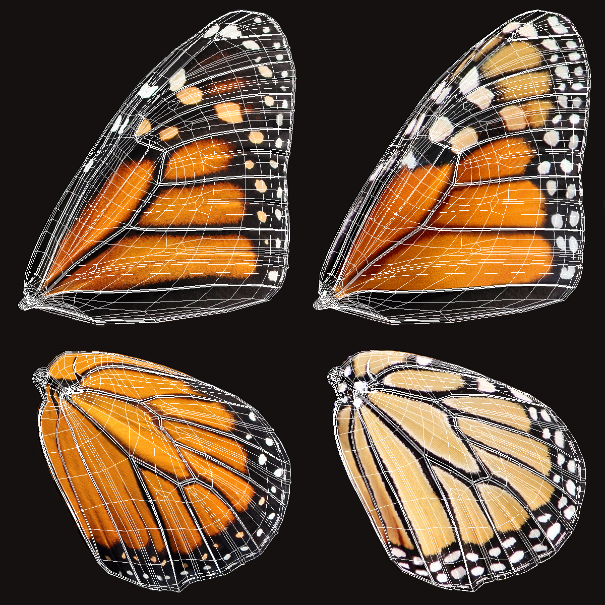 3D Monarch Butterfly with Fur