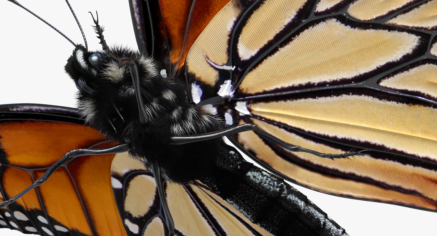 3D Monarch Butterfly with Fur