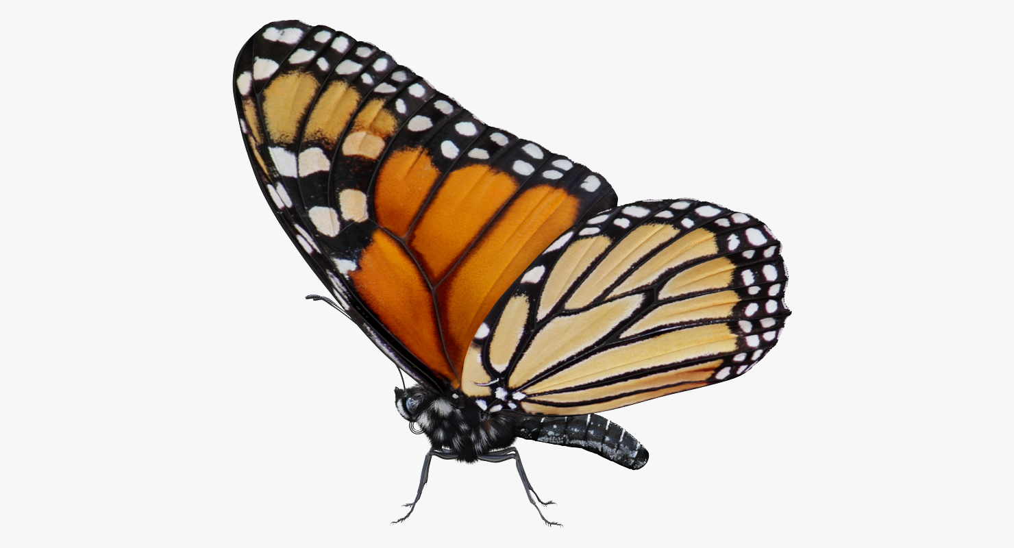 3D Monarch Butterfly with Fur