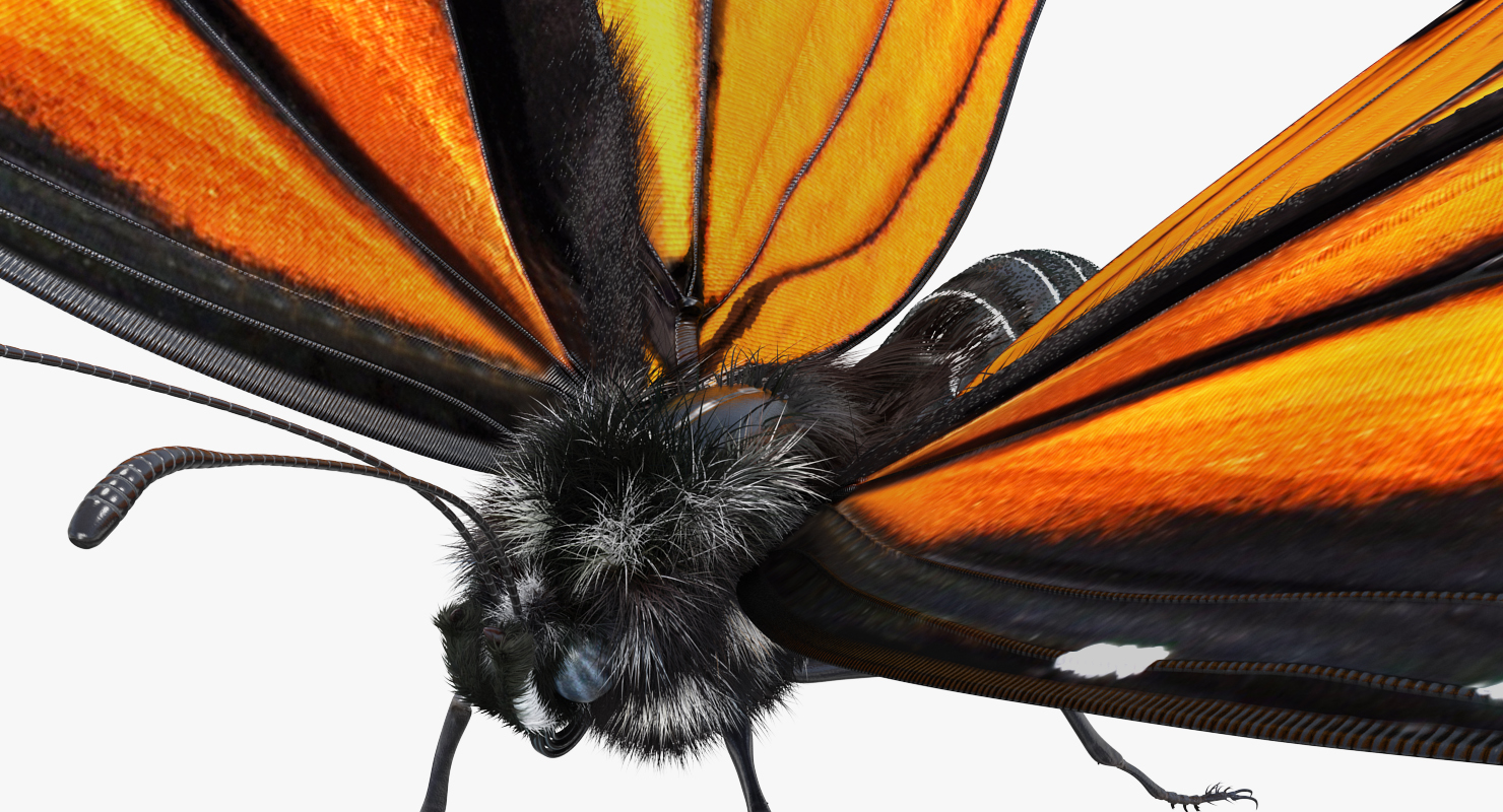 3D Monarch Butterfly with Fur