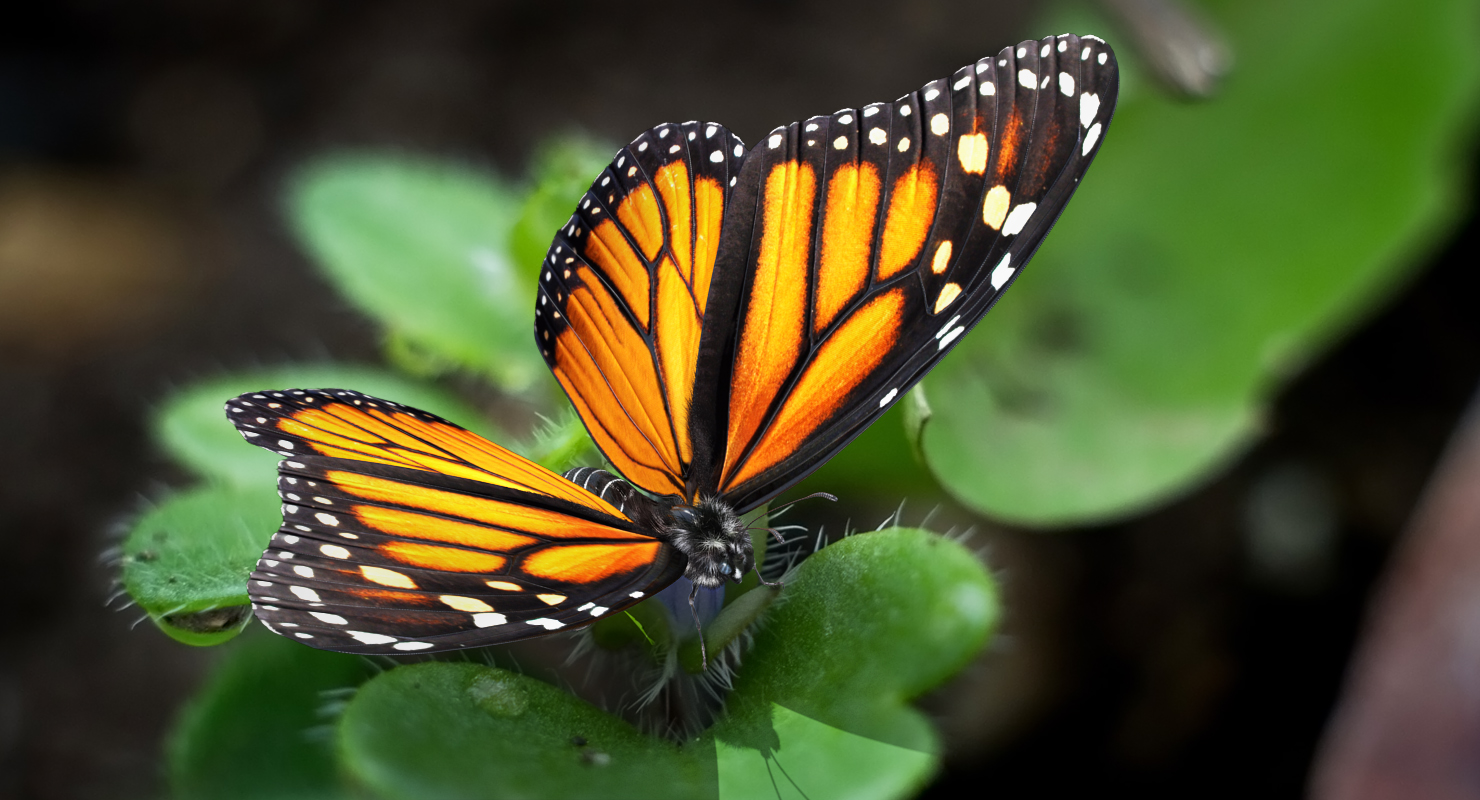 3D Monarch Butterfly with Fur