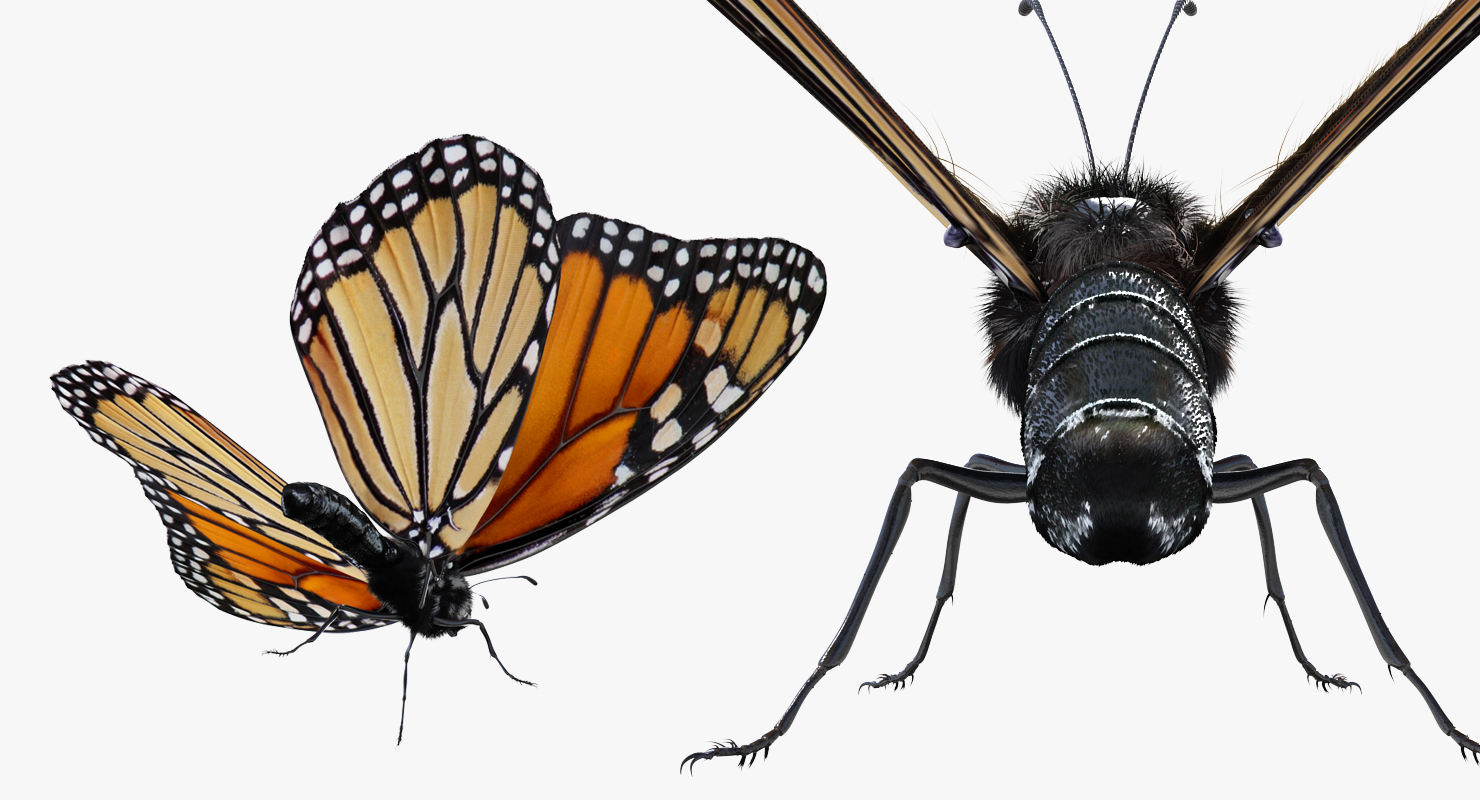 3D Monarch Butterfly with Fur