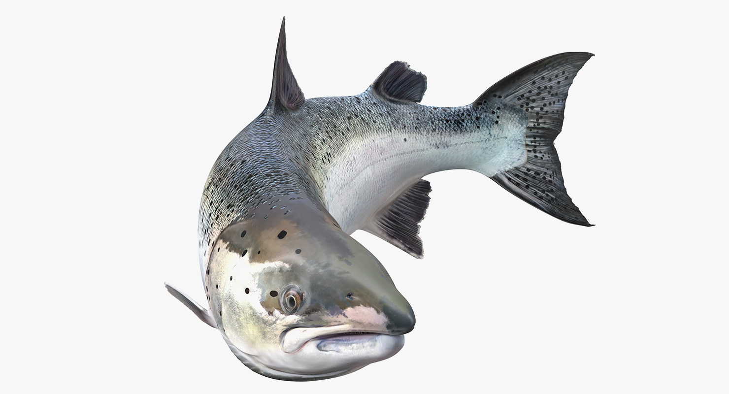 Animated Leaping Atlantic Salmon Fish Rigged 3D model