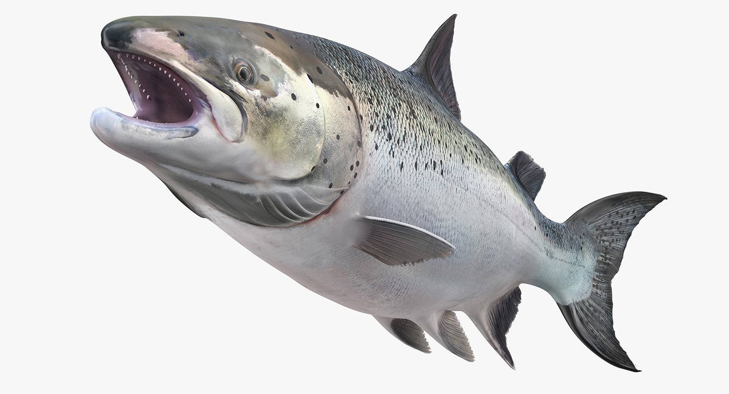 Animated Leaping Atlantic Salmon Fish Rigged 3D model