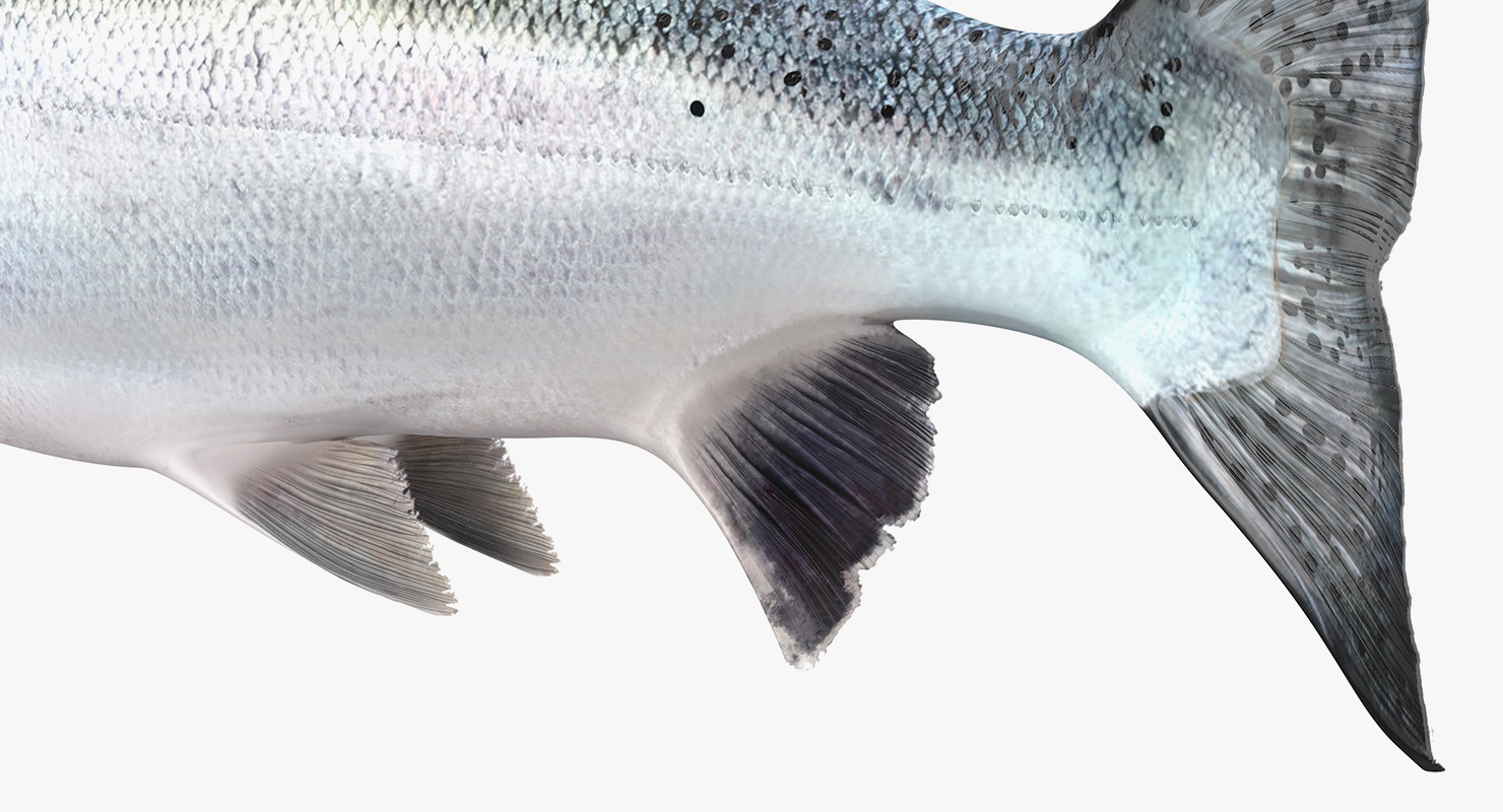 Animated Leaping Atlantic Salmon Fish Rigged 3D model