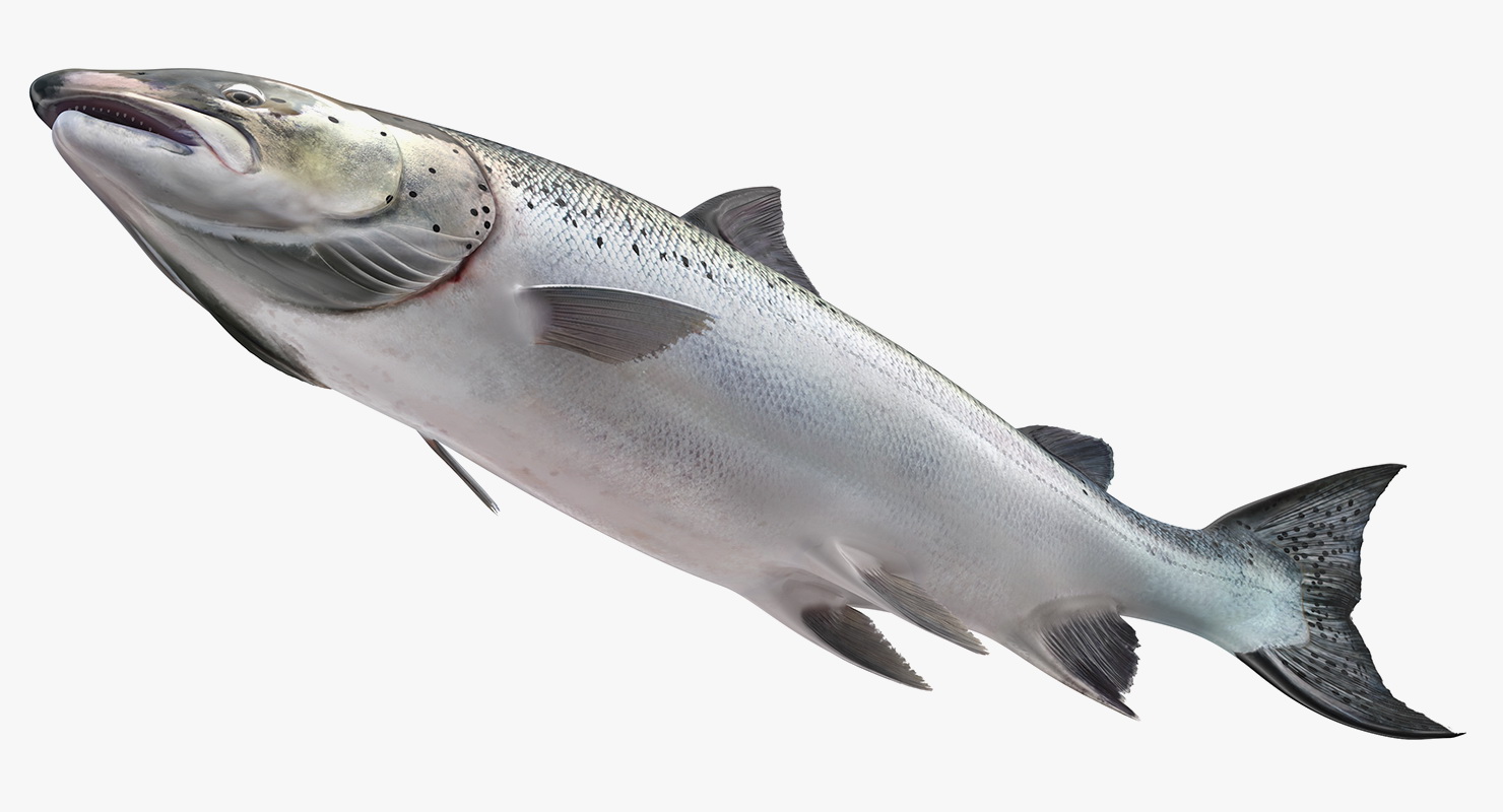 Animated Leaping Atlantic Salmon Fish Rigged 3D model