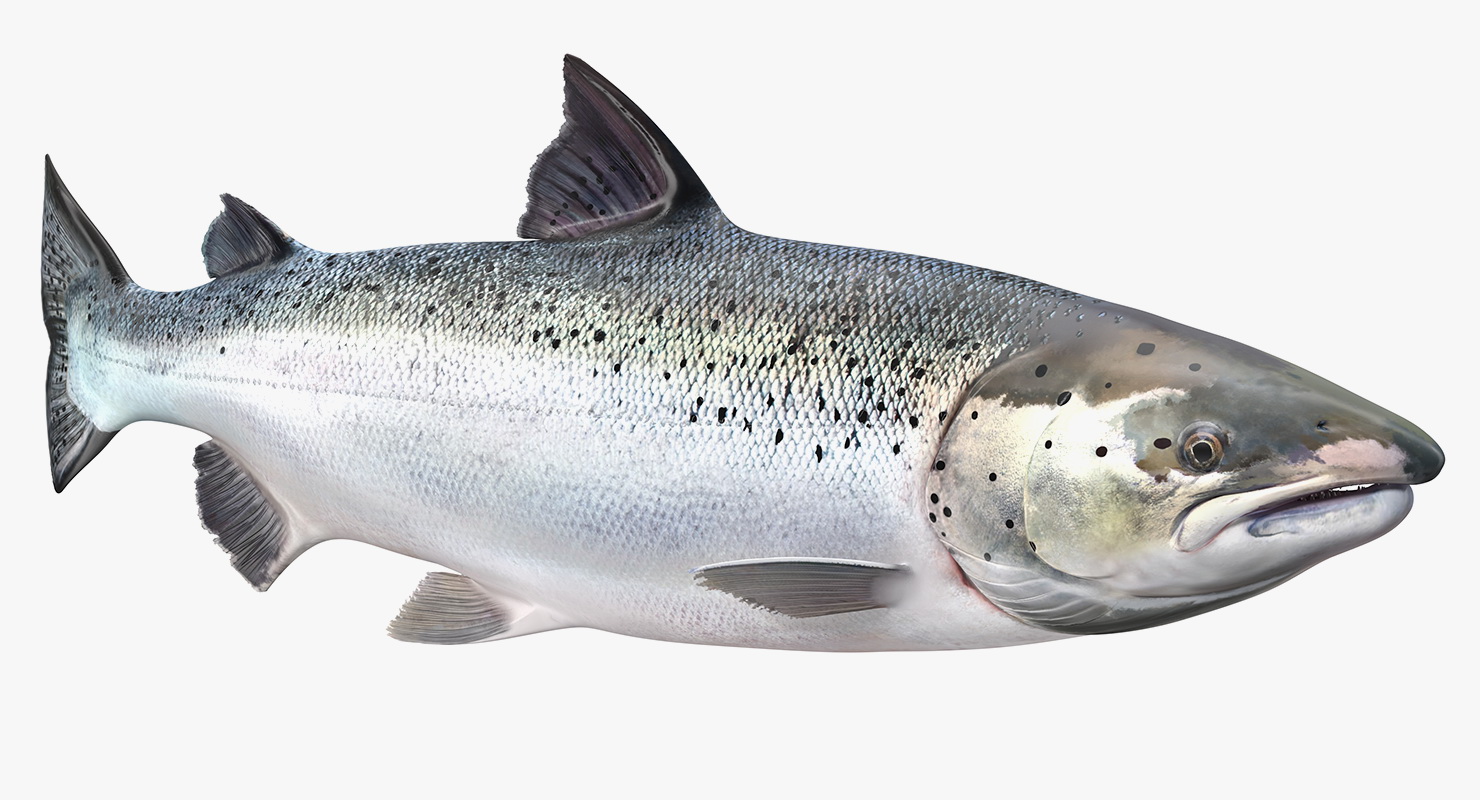 Animated Leaping Atlantic Salmon Fish Rigged 3D model