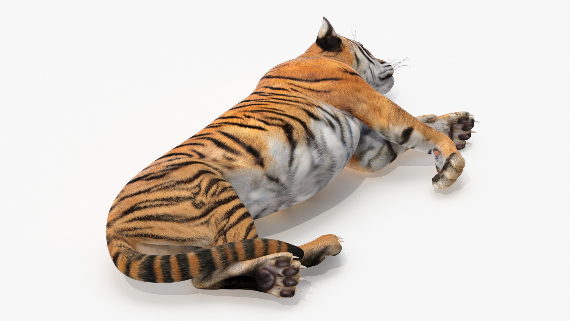 3D Tiger Cub Sleeping model