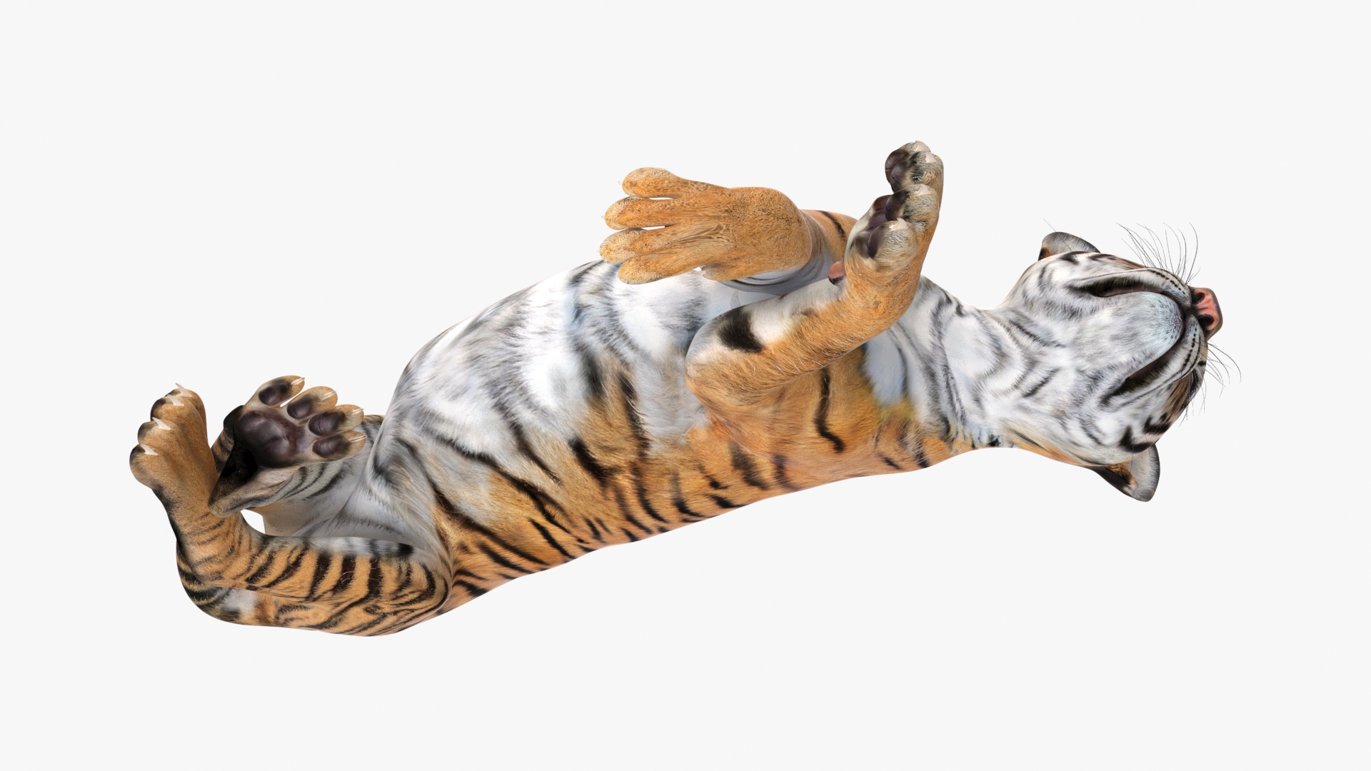 3D Tiger Cub Sleeping model