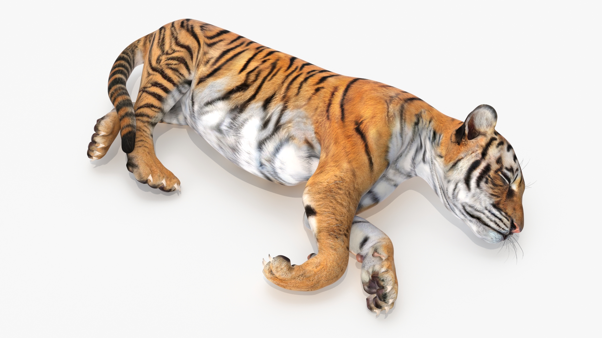 3D Tiger Cub Sleeping model