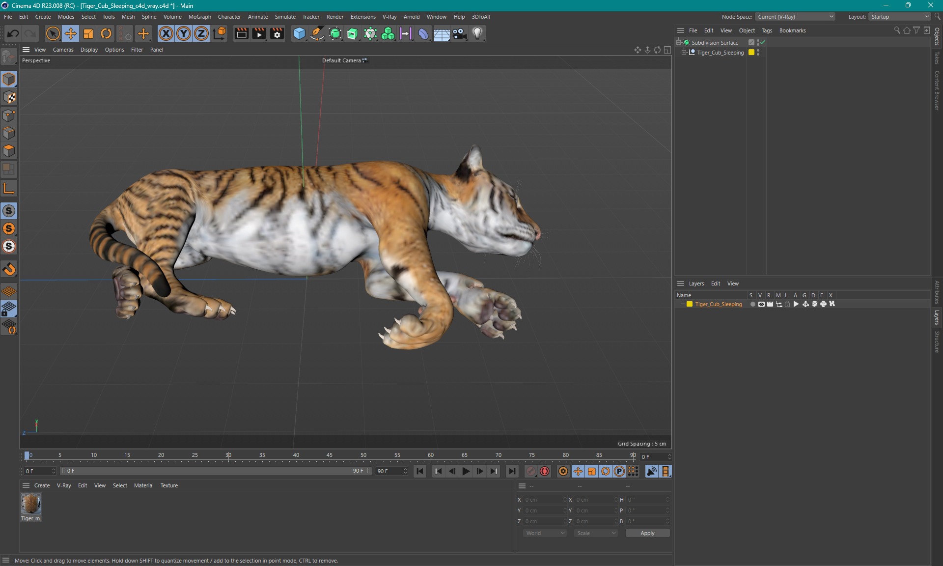 3D Tiger Cub Sleeping model