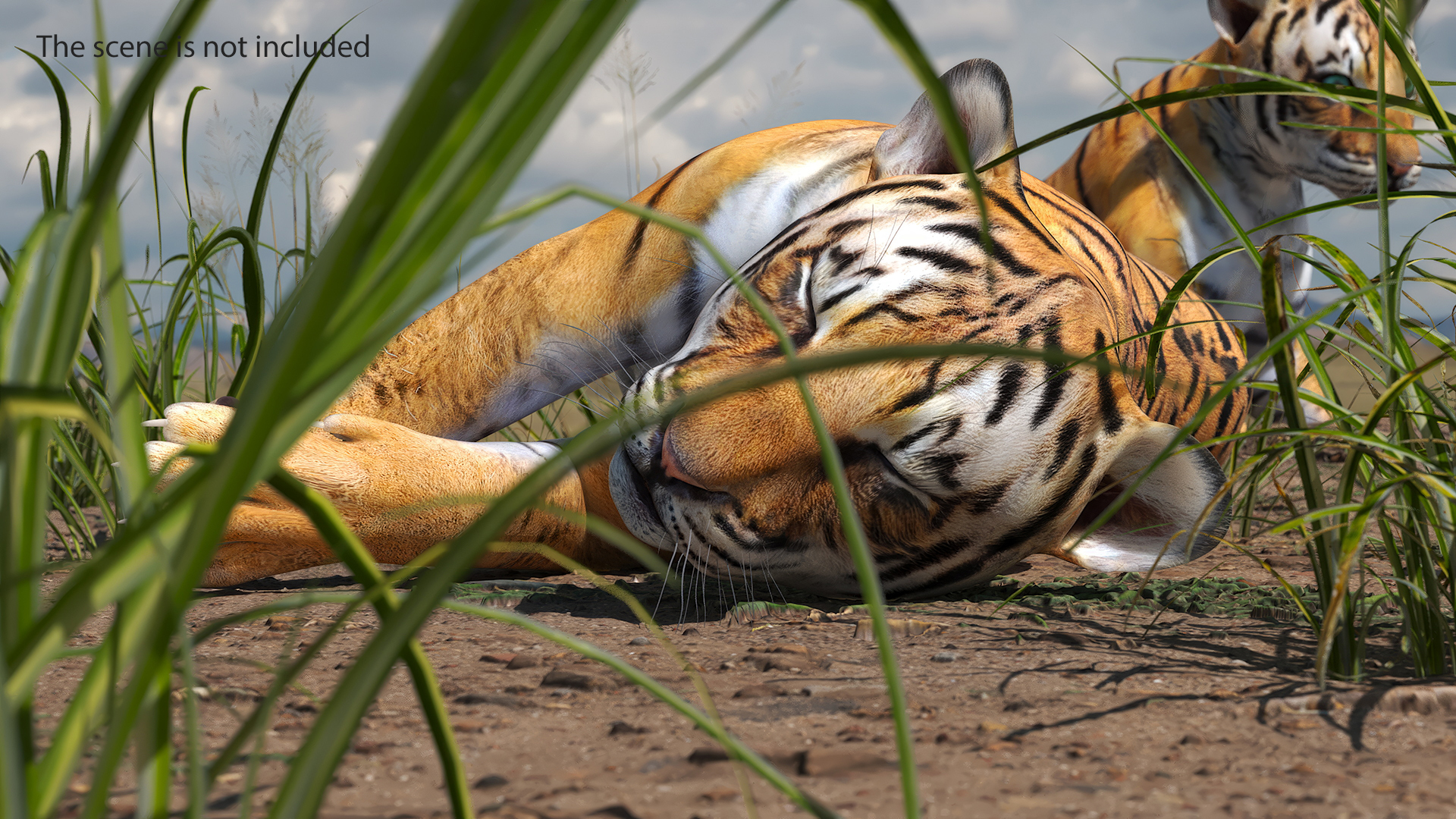 3D Tiger Cub Sleeping model