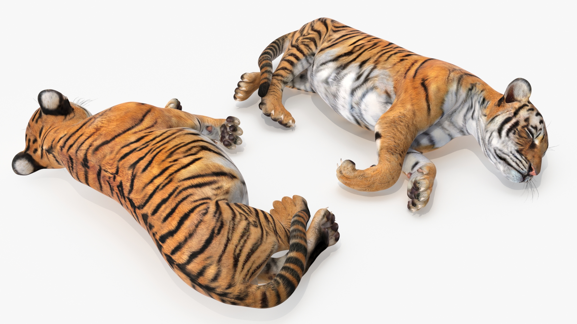 3D Tiger Cub Sleeping model