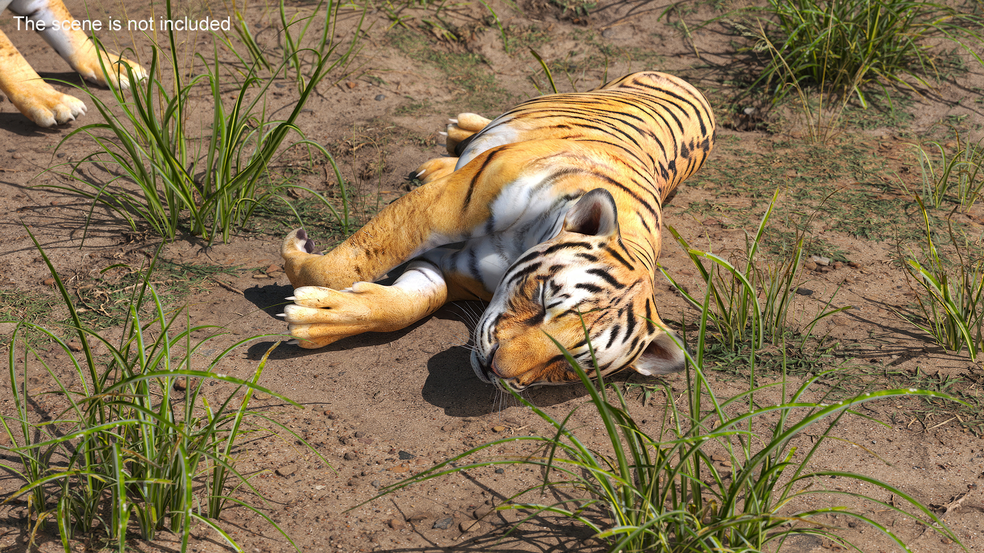 3D Tiger Cub Sleeping model