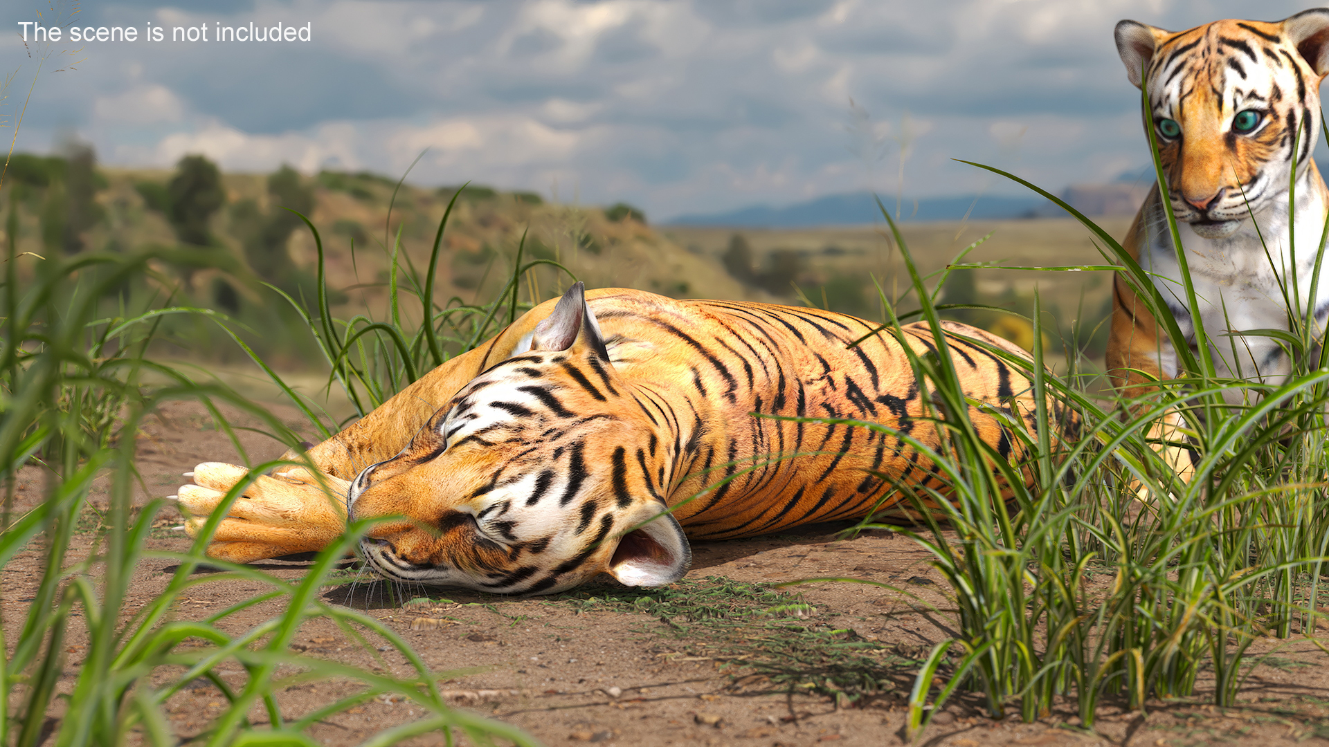 3D Tiger Cub Sleeping model