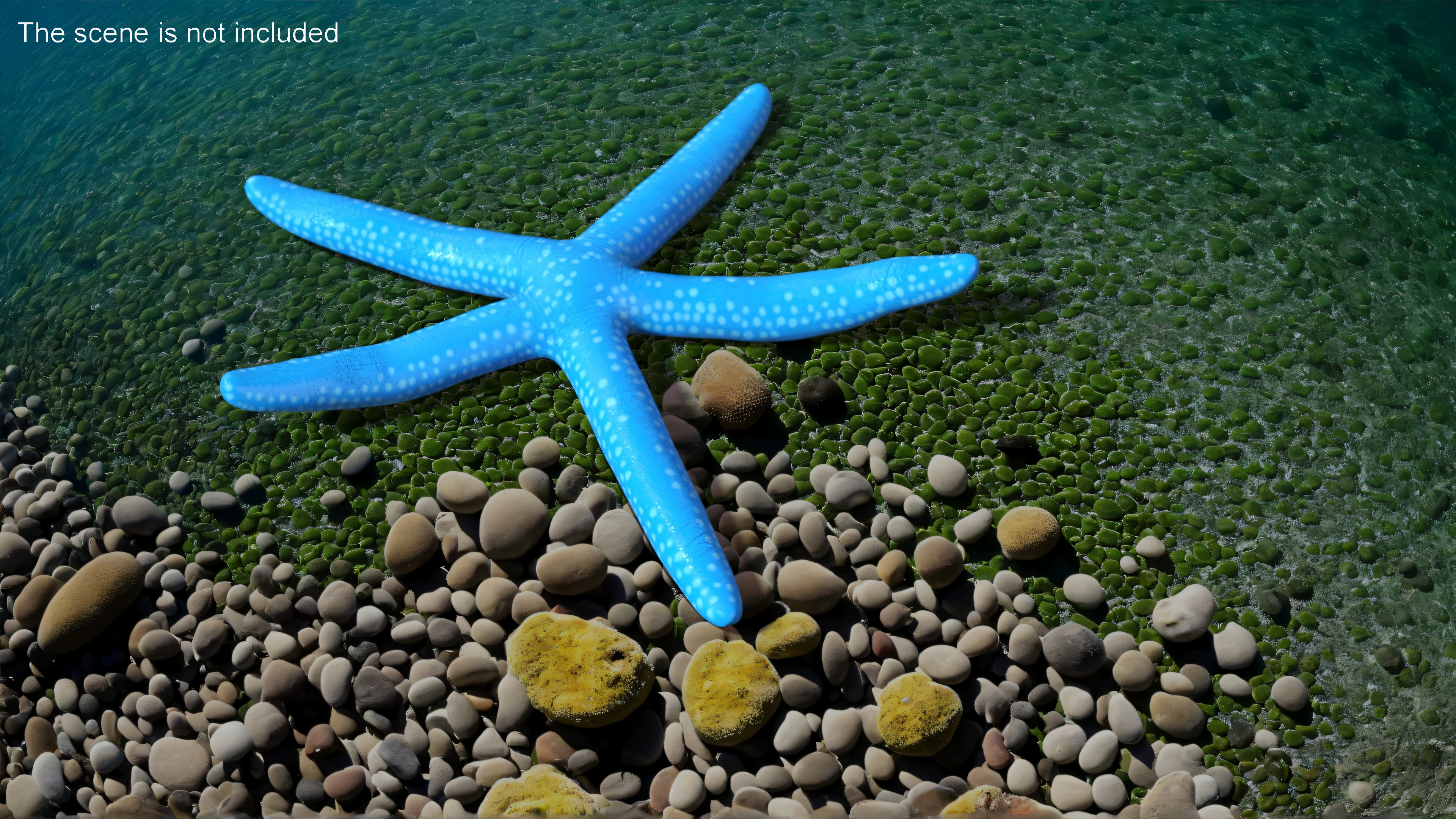 Blue Linckia Rigged 3D model