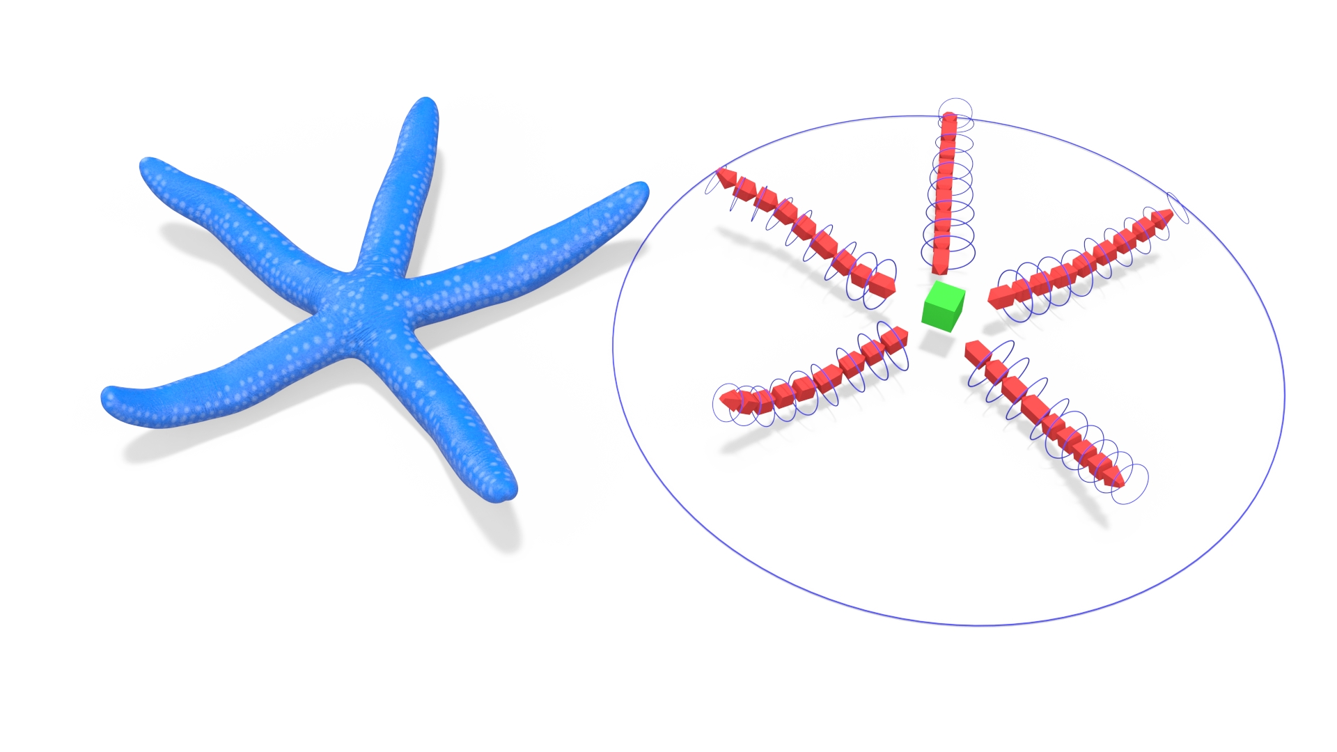 Blue Linckia Rigged 3D model