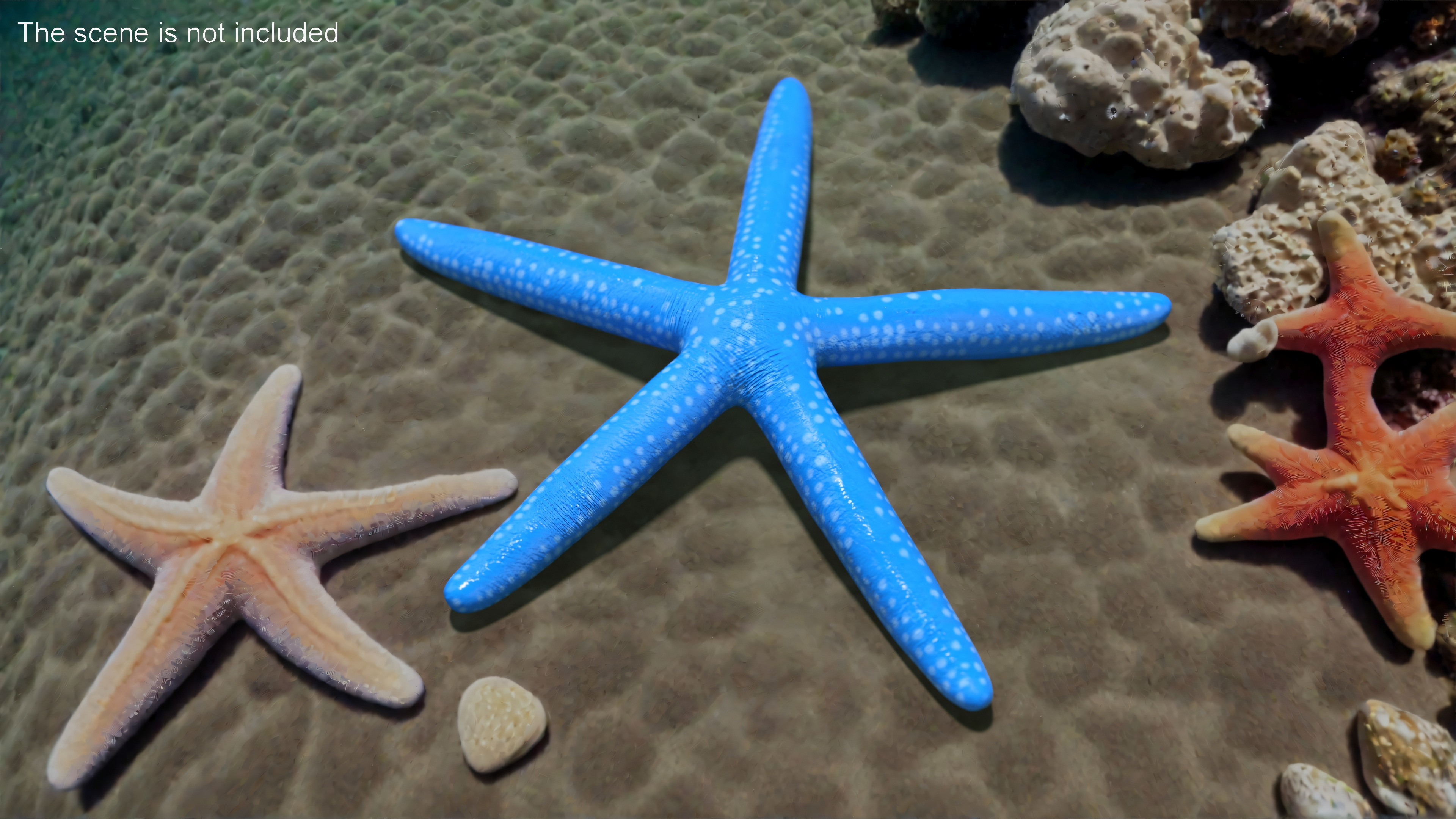 Blue Linckia Rigged 3D model