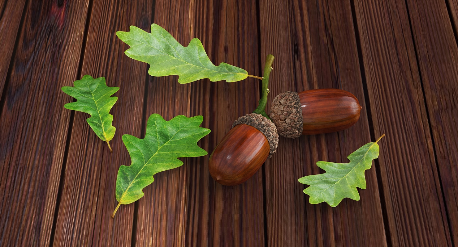 3D model Oak Leaf