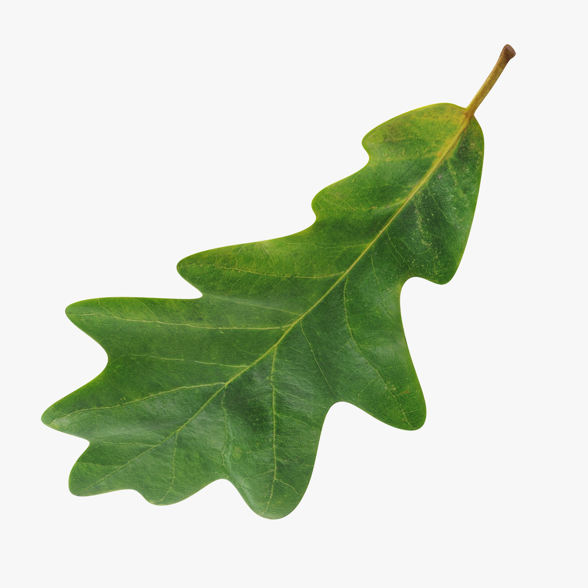 Oak Leaf