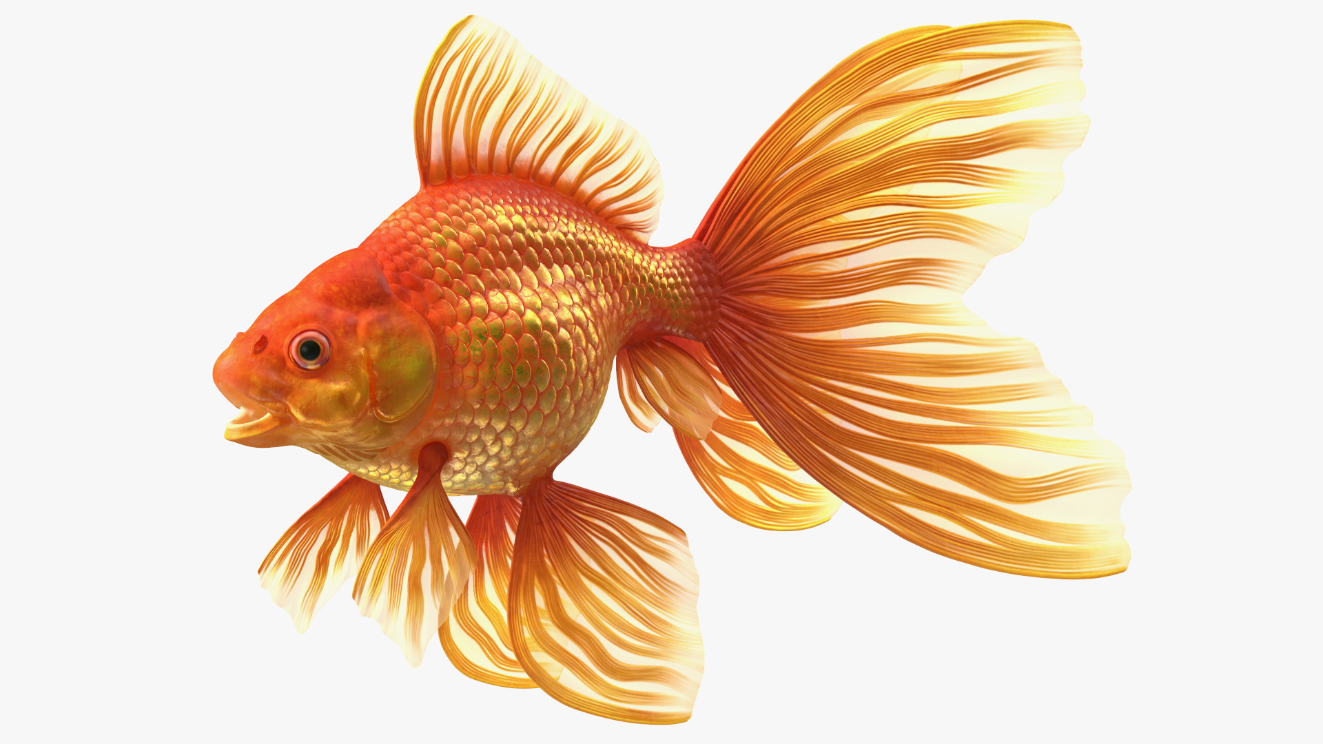 Orange Fancy Fantail Goldfish 3D model
