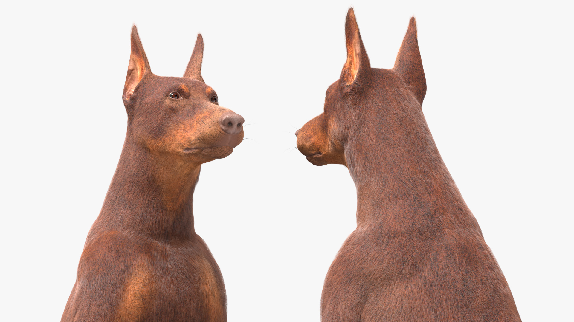 Doberman Dog Brown Sits Fur 3D
