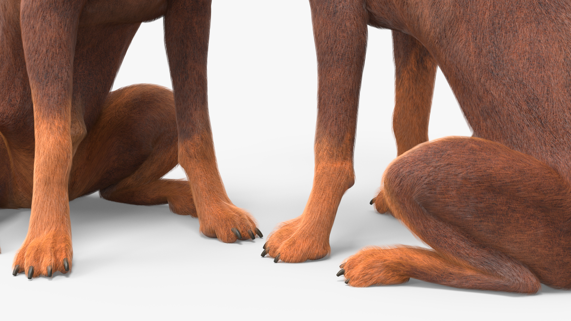 Doberman Dog Brown Sits Fur 3D