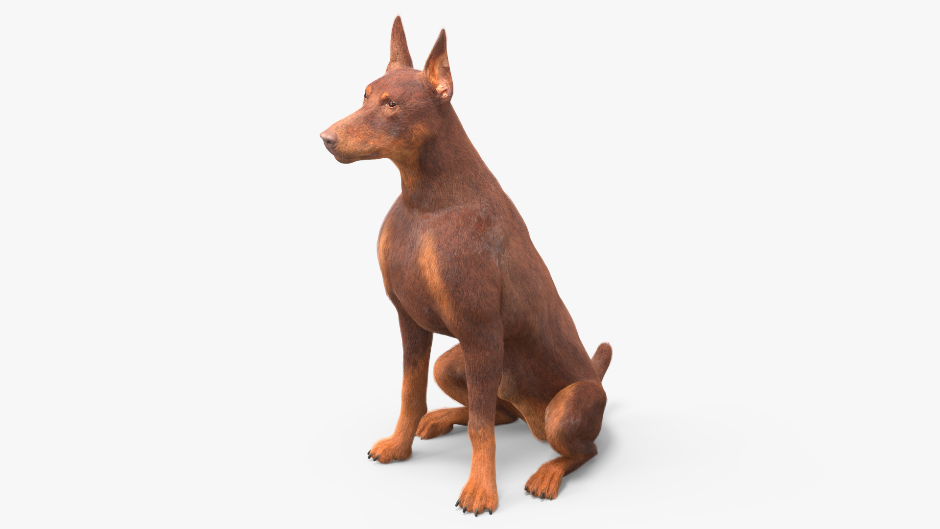 Doberman Dog Brown Sits Fur 3D