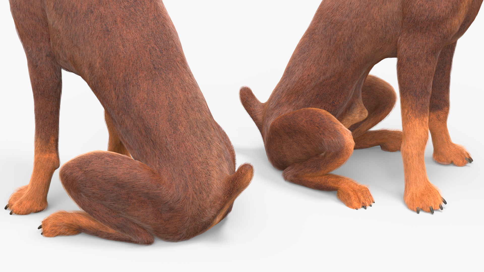 Doberman Dog Brown Sits Fur 3D