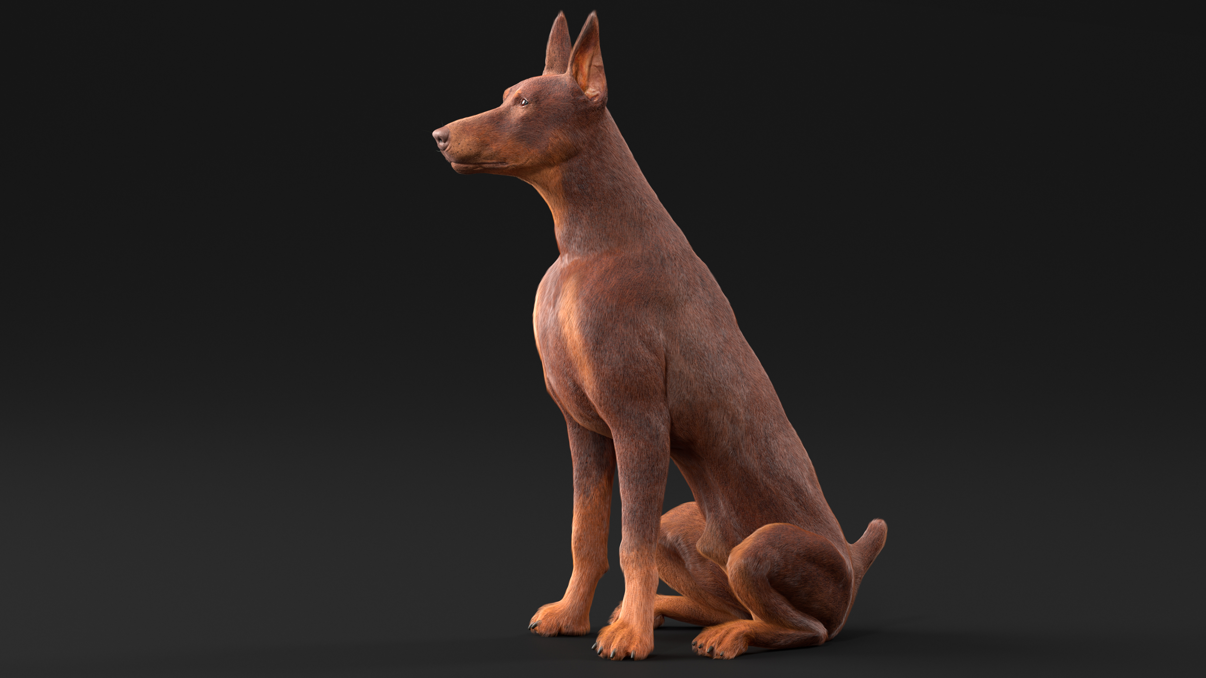 Doberman Dog Brown Sits Fur 3D