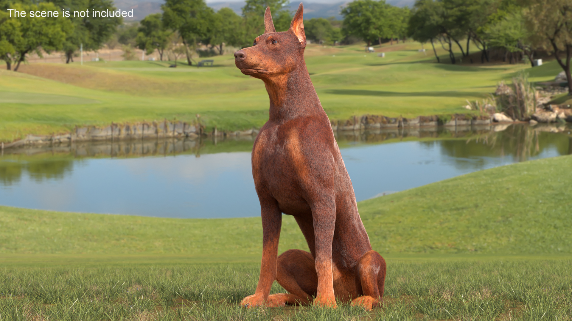 Doberman Dog Brown Sits Fur 3D
