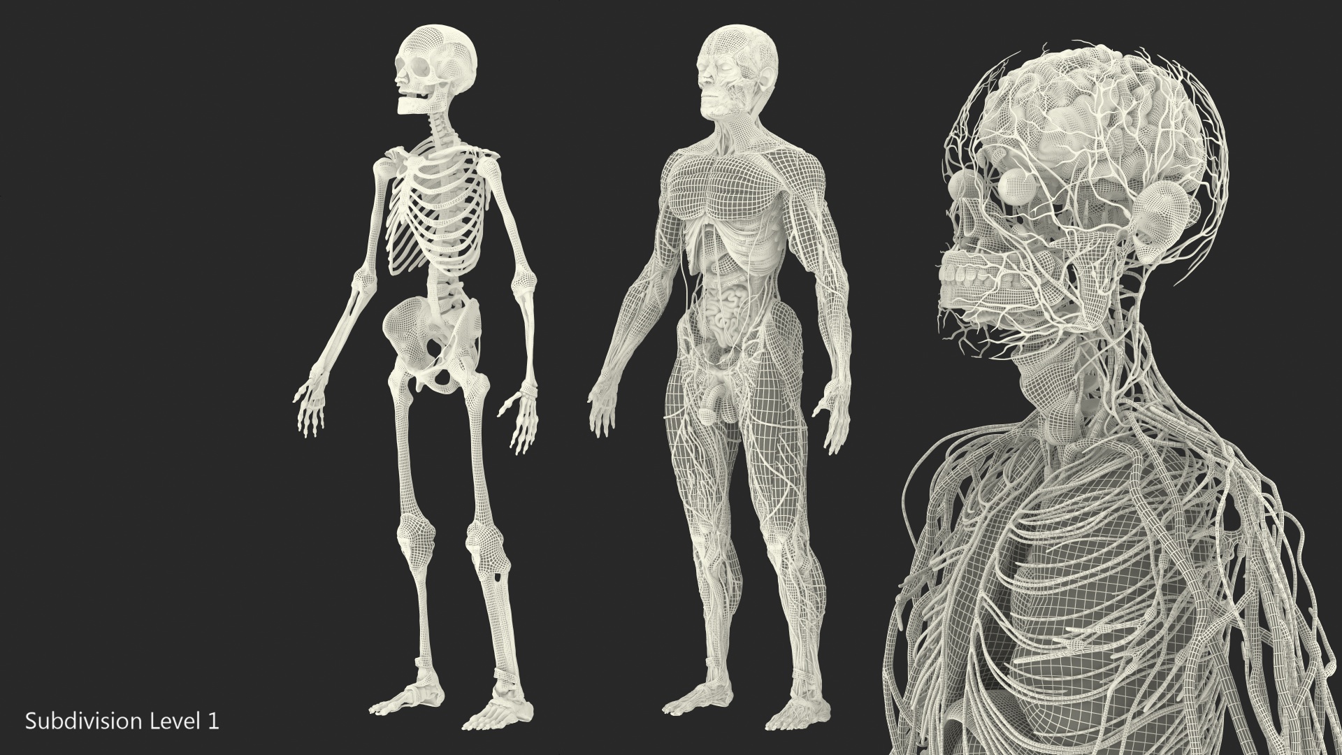 Male Full Body Anatomy 3D