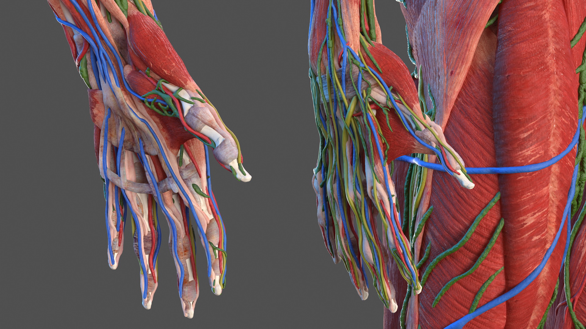 Male Full Body Anatomy 3D