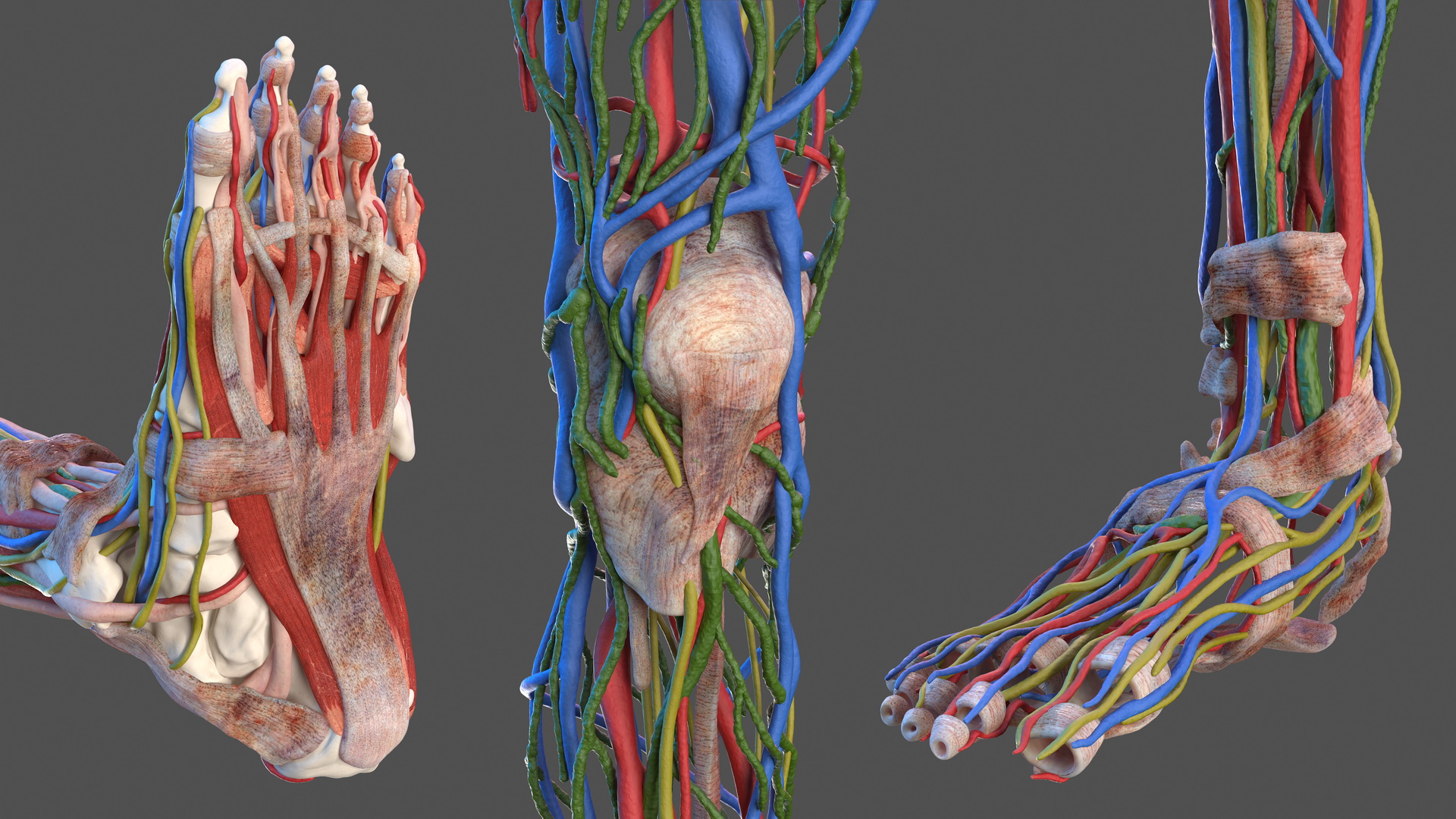 Male Full Body Anatomy 3D