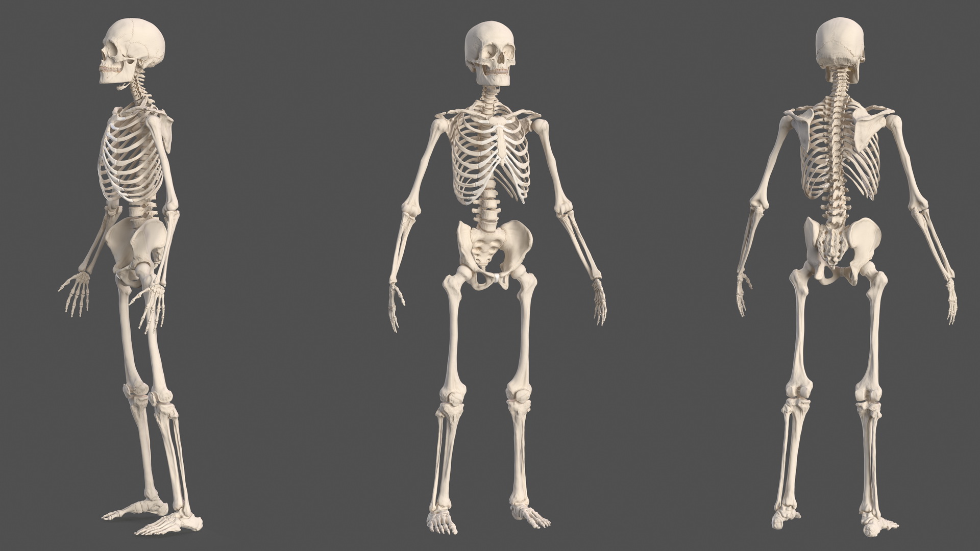 Male Full Body Anatomy 3D