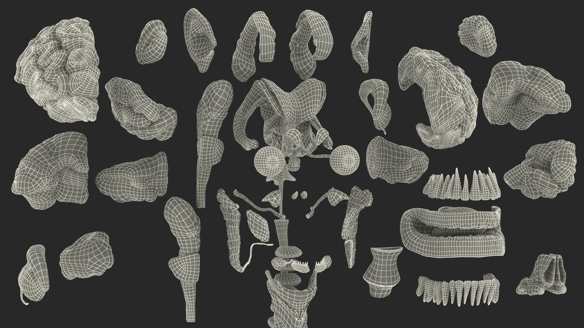 Male Full Body Anatomy 3D