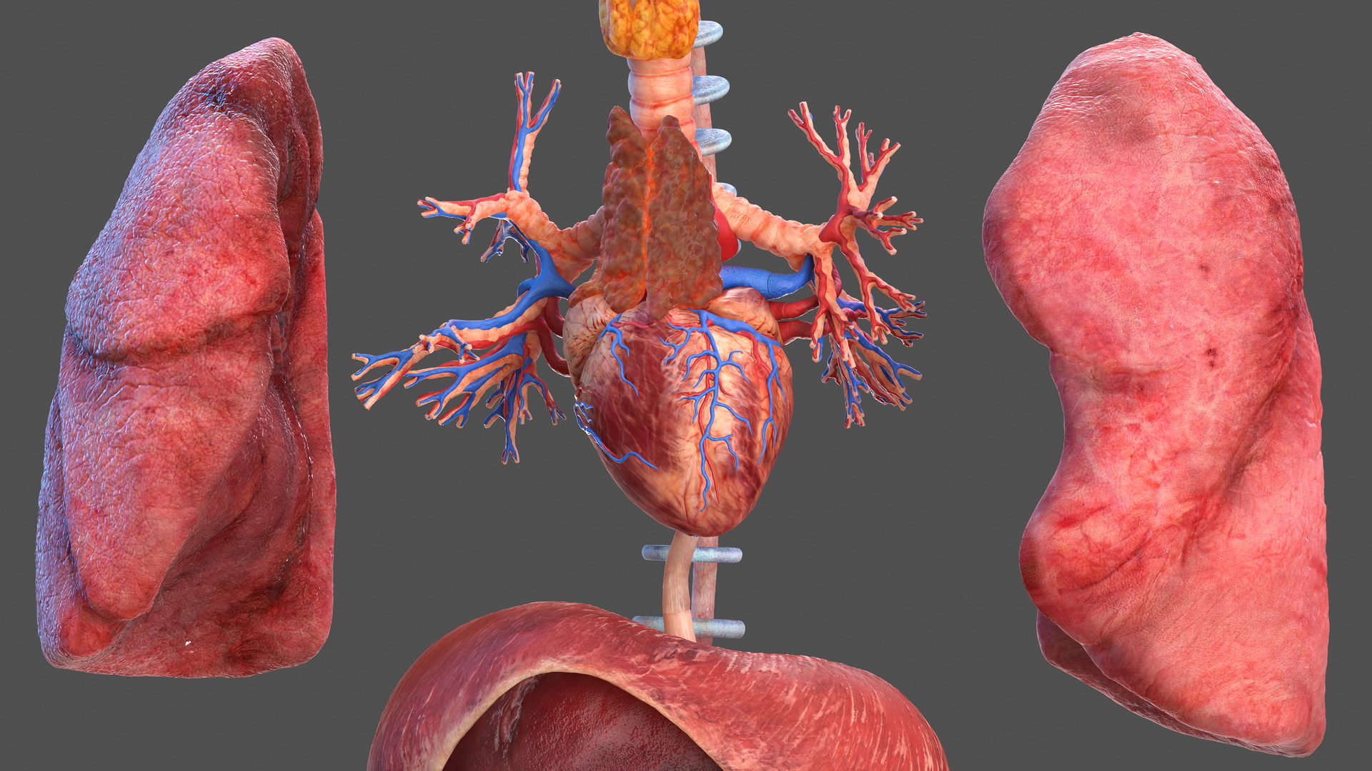 Male Full Body Anatomy 3D