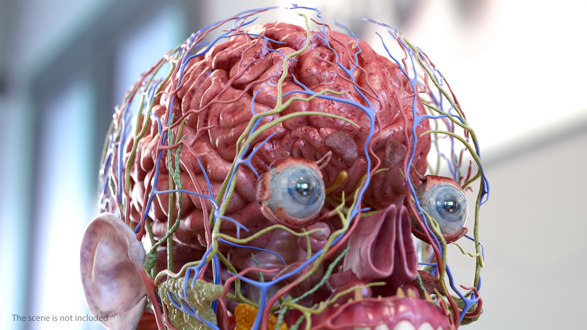 Male Full Body Anatomy 3D
