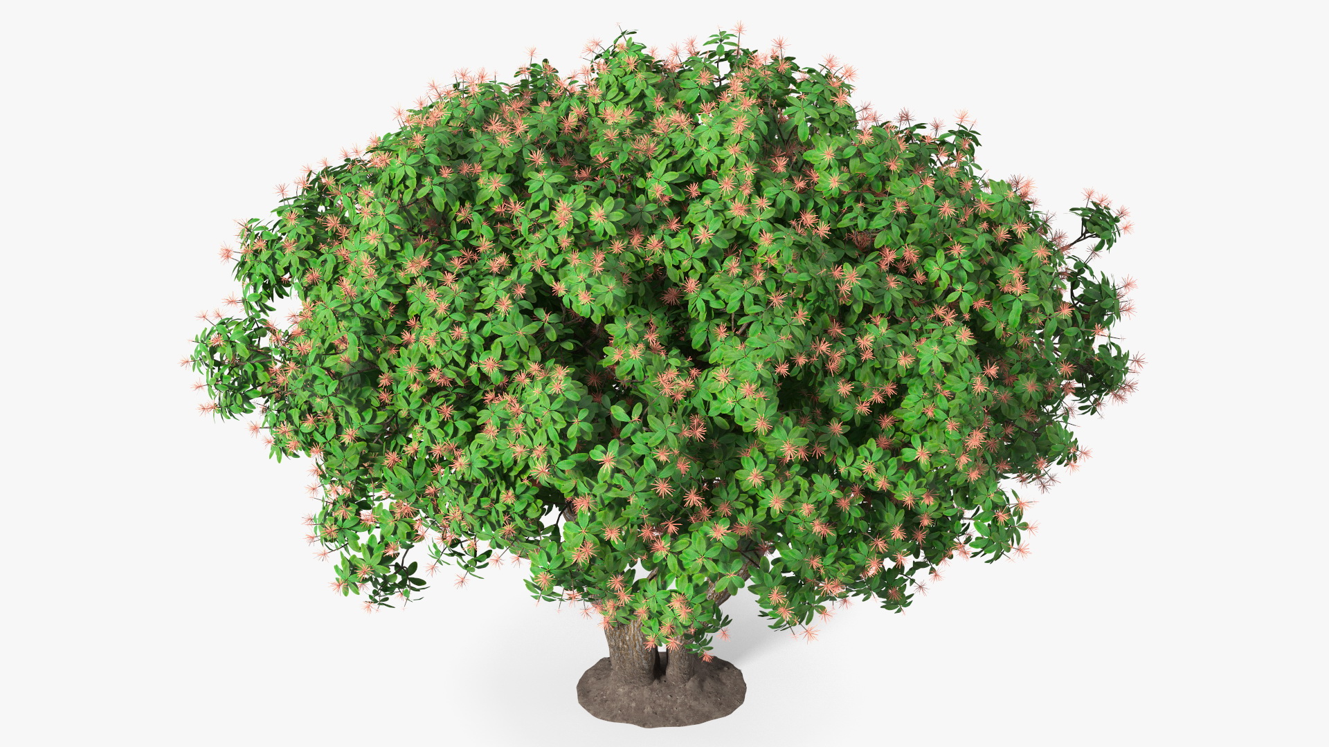 3D Rhododendron Foliage with Twigs