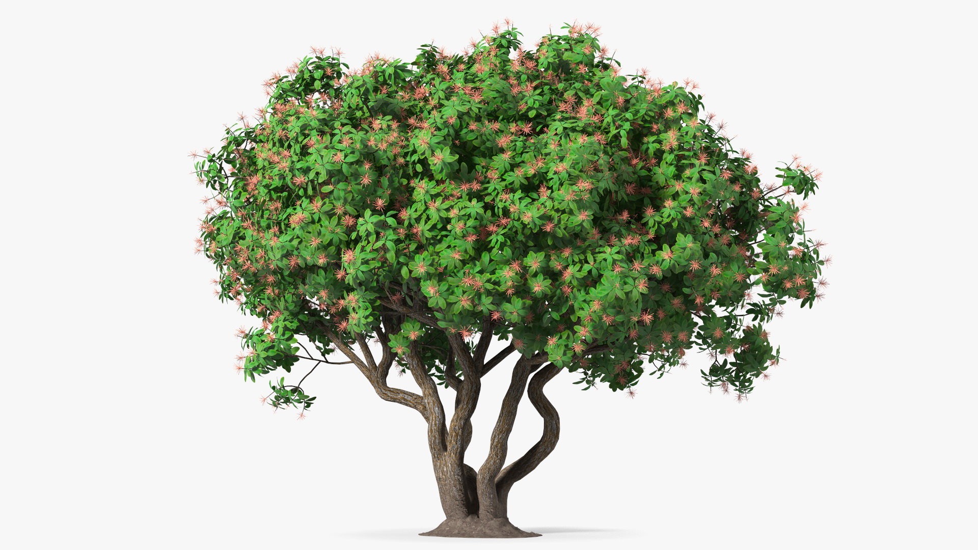 3D Rhododendron Foliage with Twigs