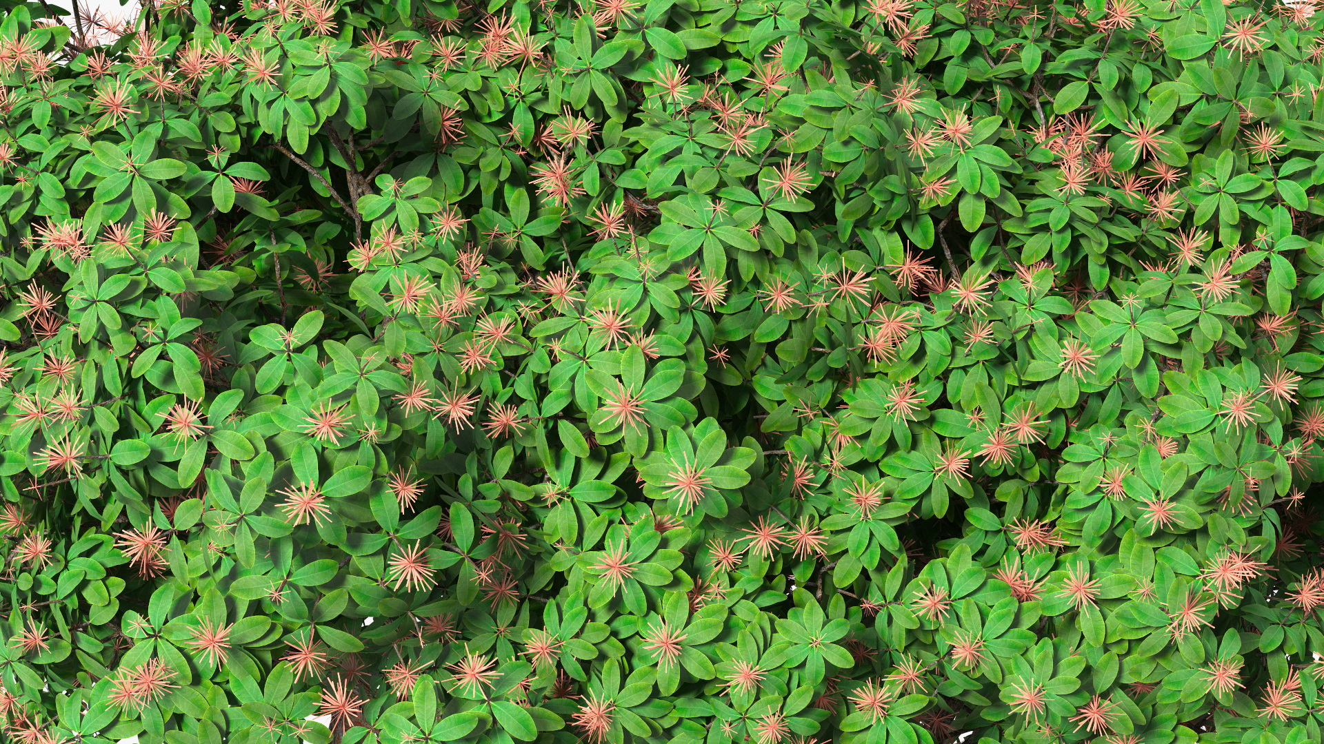 3D Rhododendron Foliage with Twigs